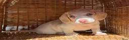 Miniature Dachshund dogs for sale: KC STUNNING COLOURED BLUE EYED SMOOTH & LONG COATS - Advert 19