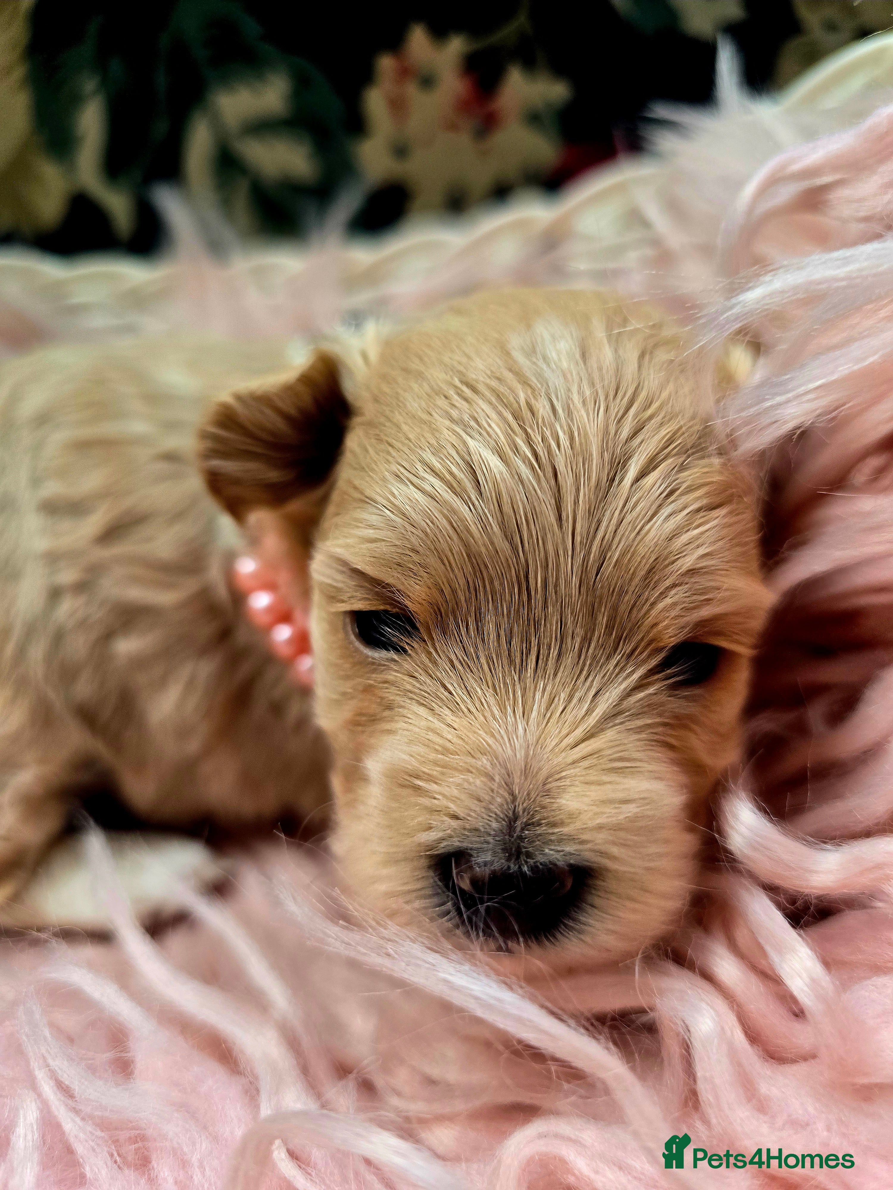 Maltipoo dogs Beautiful F1 maltipoo looking forever home ❤️🐶 - Advert 9