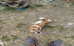 Jack Russell dogs for sale: Jack Russell puppies  - Image 2
