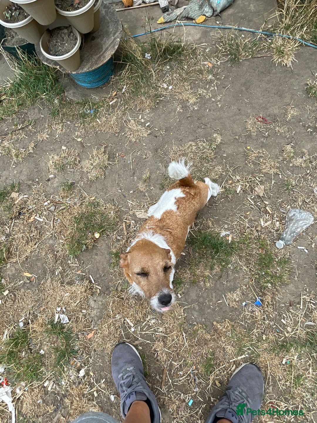 Jack Russell dogs for sale: Jack Russell puppies  - Image 2