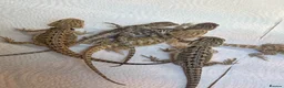 Bearded Dragon reptiles for sale: Baby bearded dragons READY NOW - Advert 2