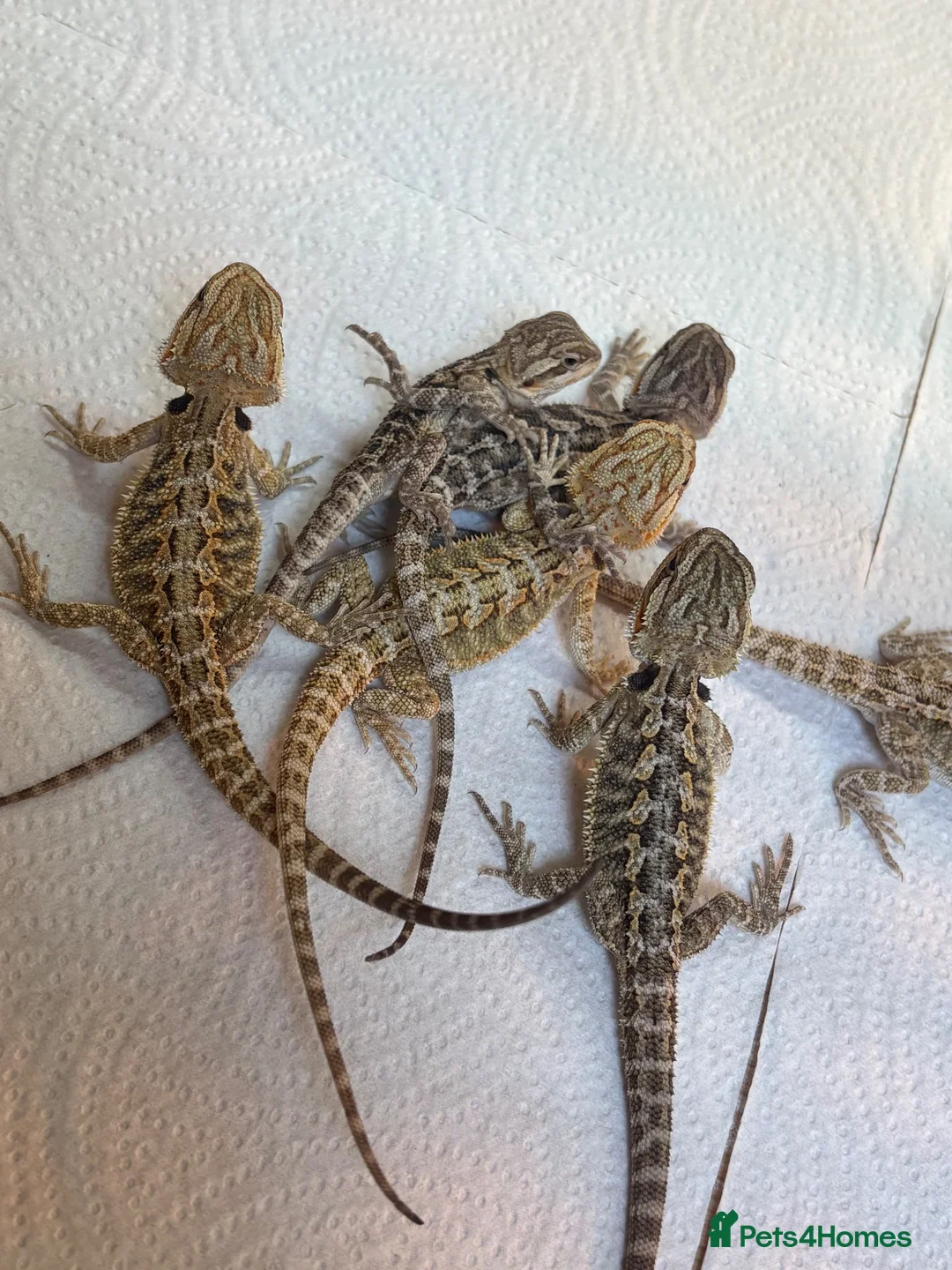 Bearded Dragon reptiles for sale: Baby bearded dragons READY NOW - Advert 2
