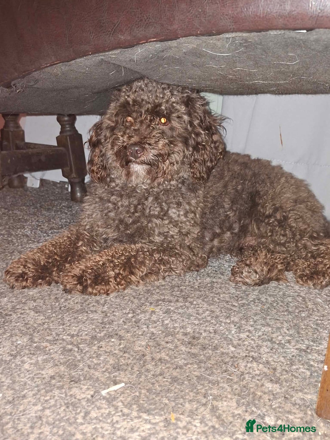 Jackapoo dogs for sale: JACKAPOO PUPPIES - Advert 9