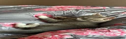 Mixed Breed cats for sale: Grey female kitten  in Sheffield - Advert 3