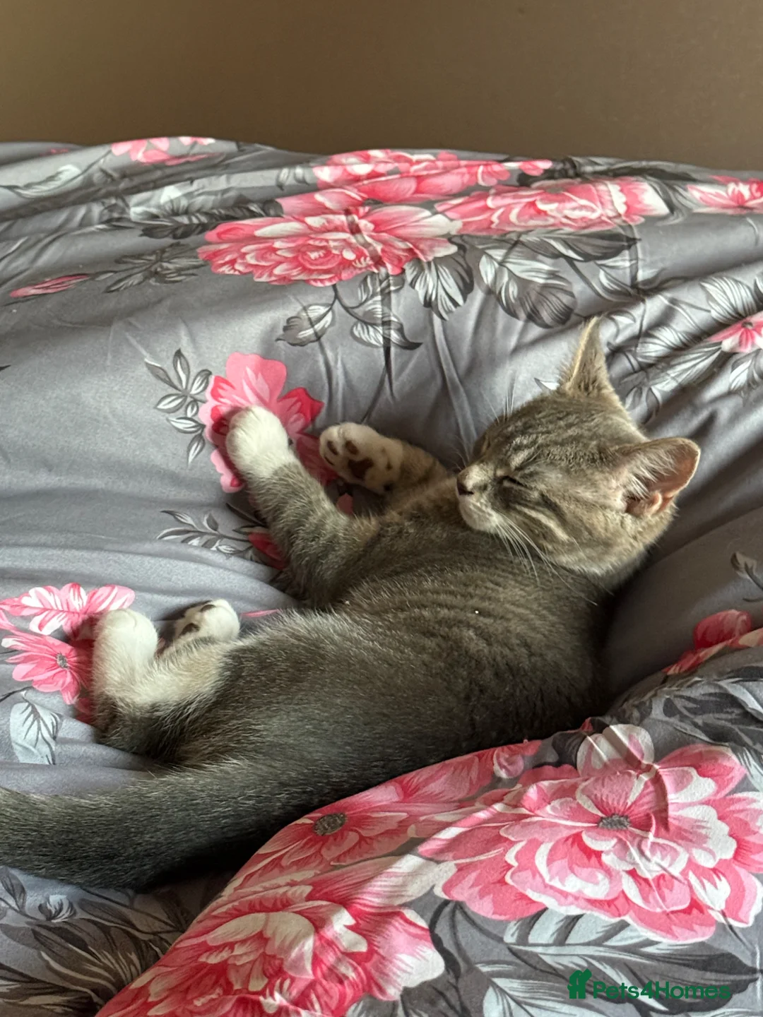 Mixed Breed cats for sale: Grey female kitten  in Sheffield - Advert 3