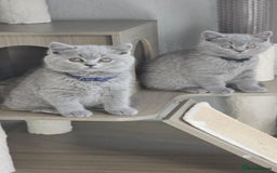 British Shorthair cats for sale: (READY NOW) Show Quality Champions 🥇🏆BSH GCCF - Image 18