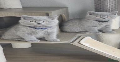 British Shorthair cats - Advert 10