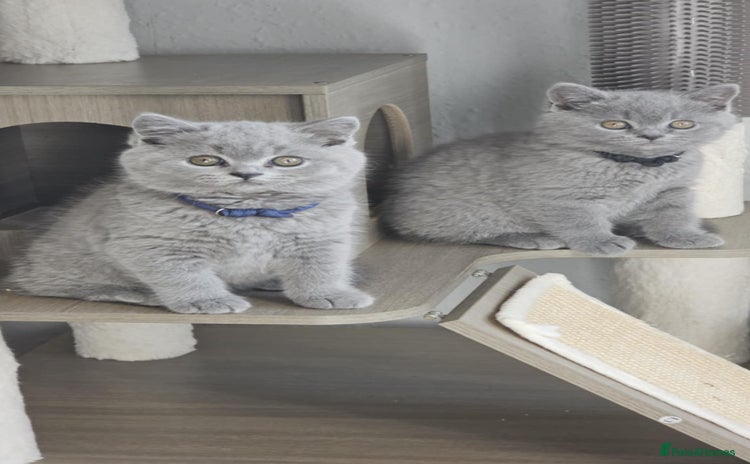British Shorthair cats - Advert 2