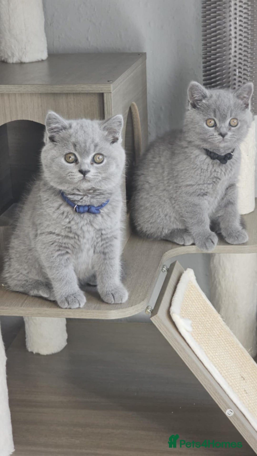 British Shorthair cats for sale: (READY NOW) Show Quality Champions 🥇🏆BSH GCCF - Image 18