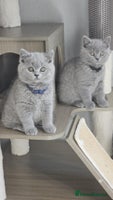 British Shorthair cats - Advert 5