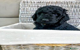 Mixed Breed dogs for sale: Multi gen australian labradoodles - Image 4