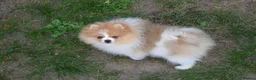 Pomeranian dogs for sale: PACO - Beautiful Pomeranian Boy - Advert 21