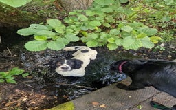 English Springer Spaniel dogs for sale: Springer spaniel  - Image 2