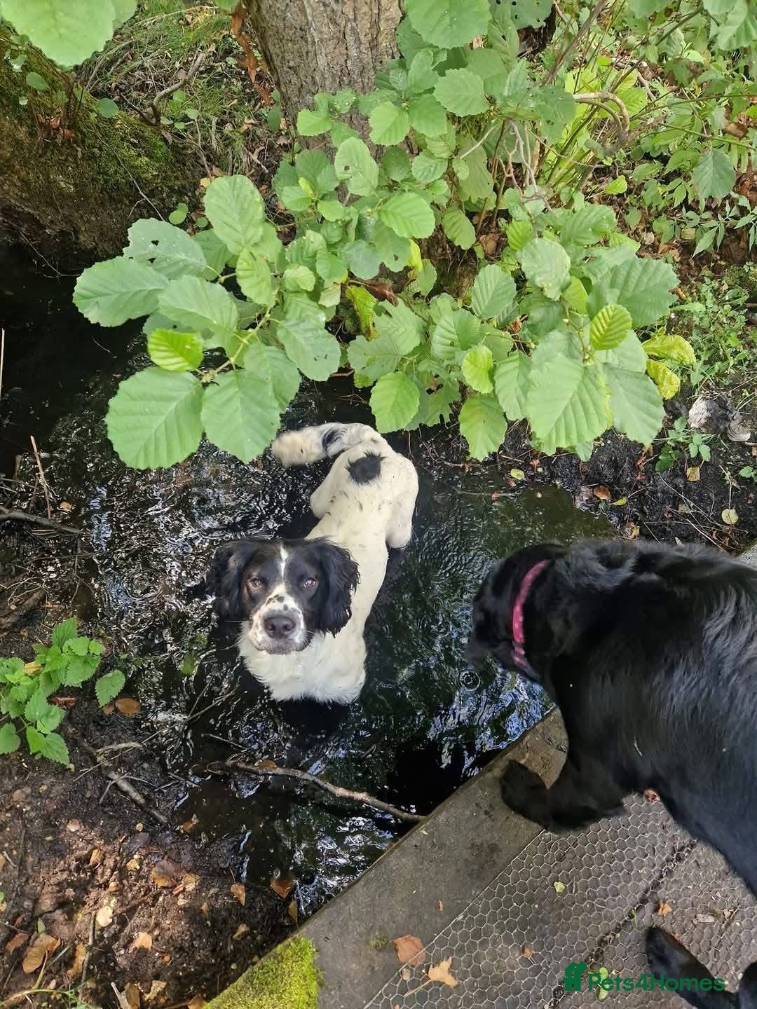 English Springer Spaniel dogs for sale: Springer spaniel  - Image 2