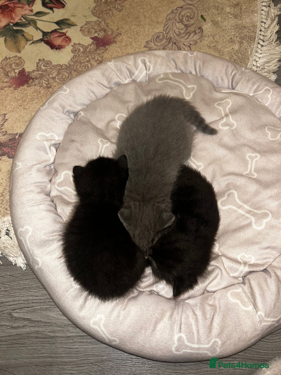 British Shorthair cats for sale: Bombay x British short hair kitten - Advert 5