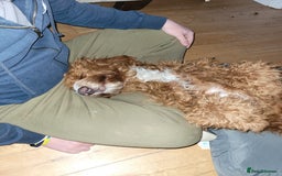 Irish Doodle dogs for sale: 1 year old setterpoo/Irish doodle - Image 9