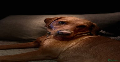 Labrador Retriever dogs - Advert 16