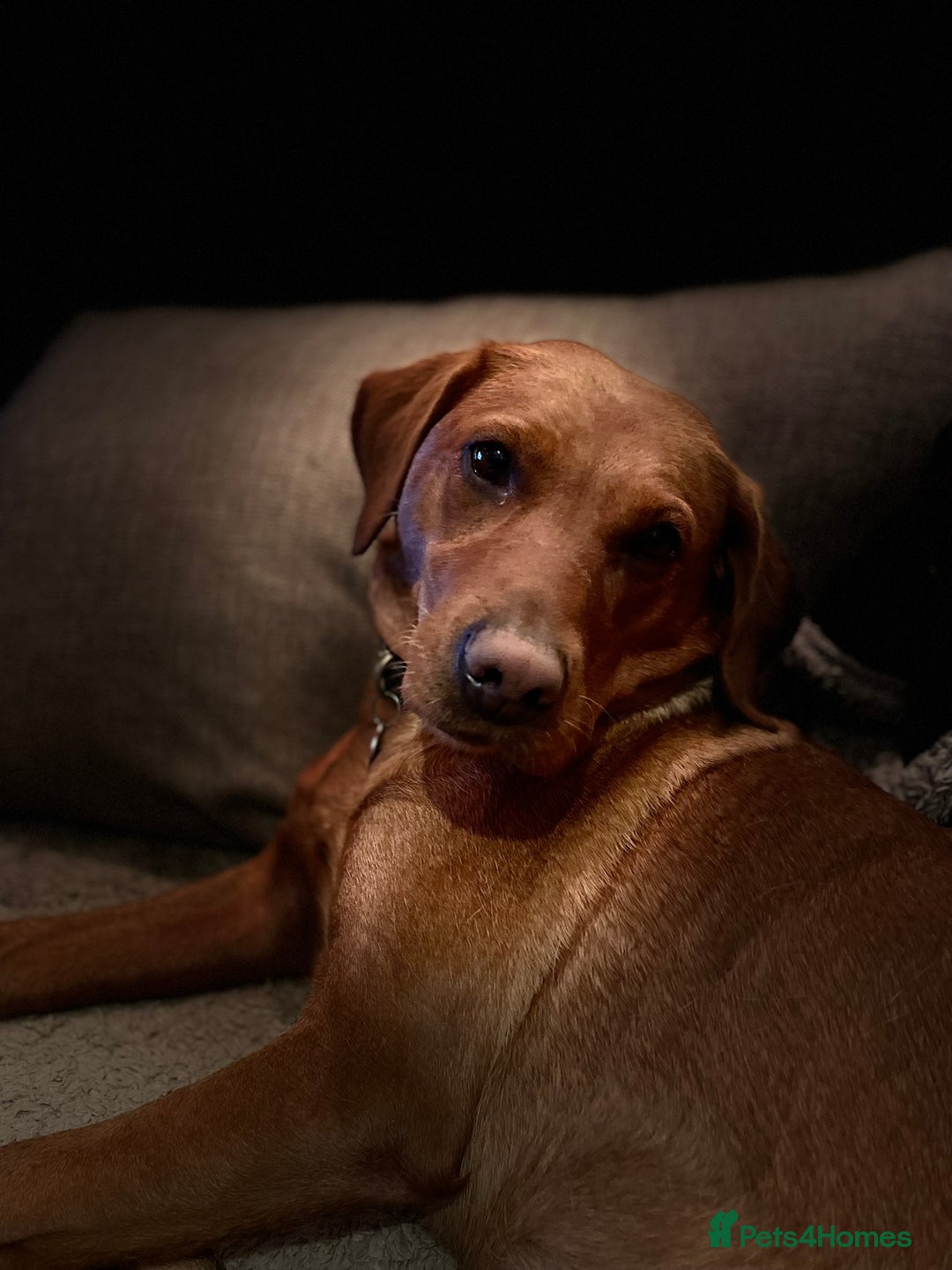 Labrador Retriever dogs for sale: Fox Red Labrador Puppies from Working Parents - Image 2