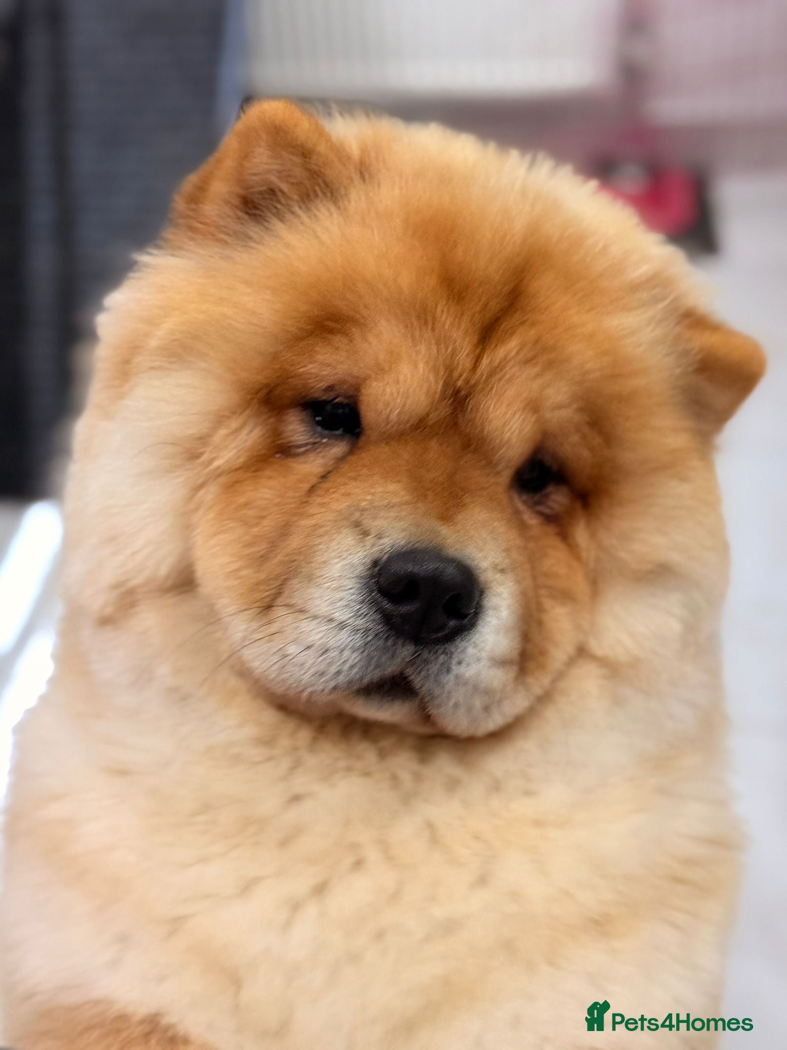Chow Chow dogs Beautiful KC reg intact Chow Chow female for sale  - Advert 2