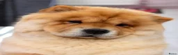 Chow Chow dogs for sale: Beautiful KC reg intact Chow Chow female for sale  - Advert 1