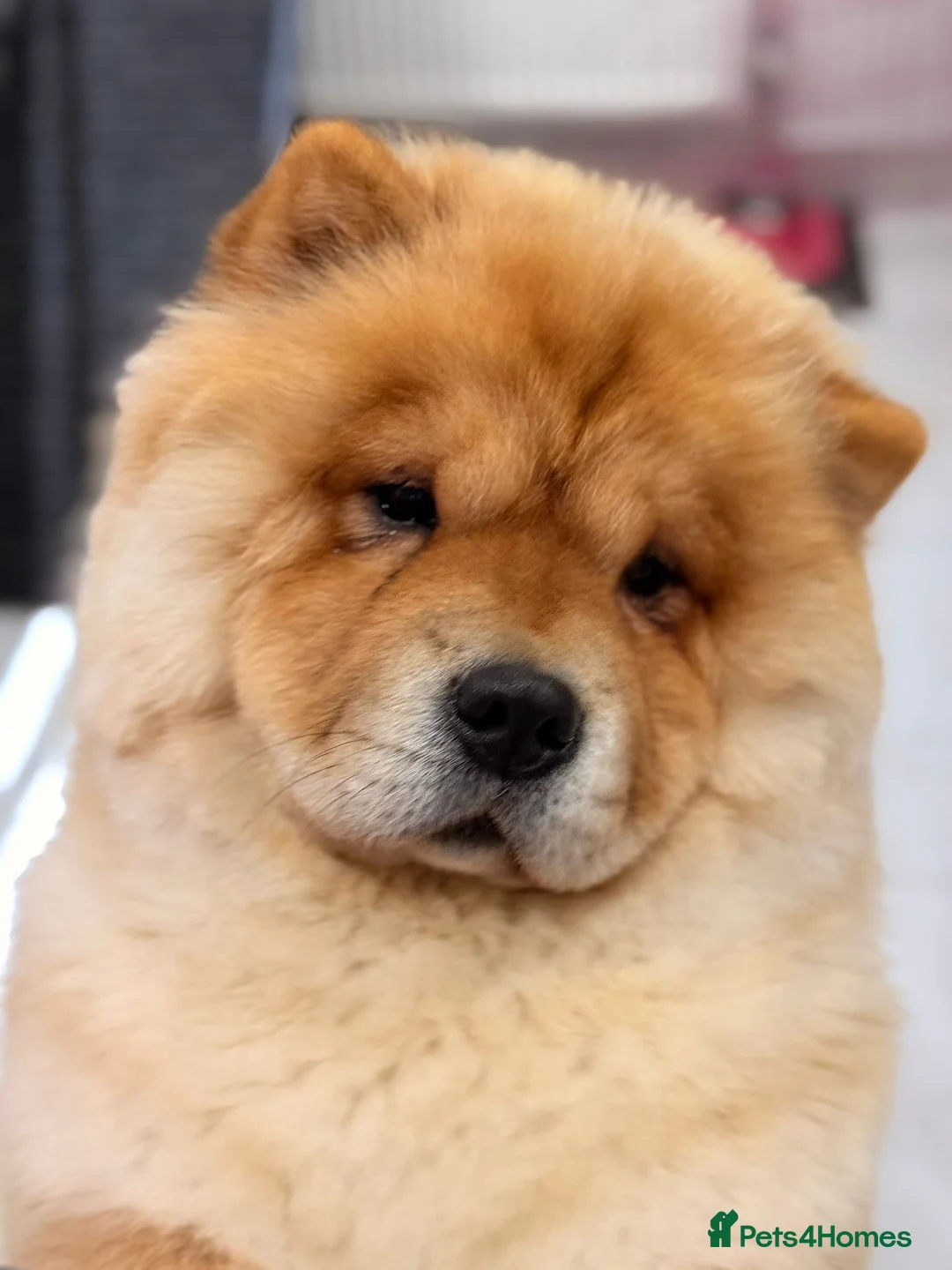 Chow Chow dogs for sale: Beautiful KC reg intact Chow Chow female for sale  - Advert 1