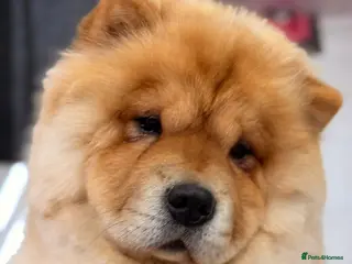 Chow Chow dogs Beautiful KC reg intact Chow Chow female for sale - Advert 2