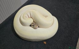 Python Snake reptiles for sale: Mixed Male and Female Royal Pythons - Image 9