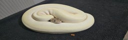 Python Snake reptiles for sale: Mixed Male and Female Royal Pythons - Advert 9
