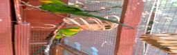 Parakeets birds for sale: TWO MALE BARRABAND / SUPERB PARAKEETS - Advert 2