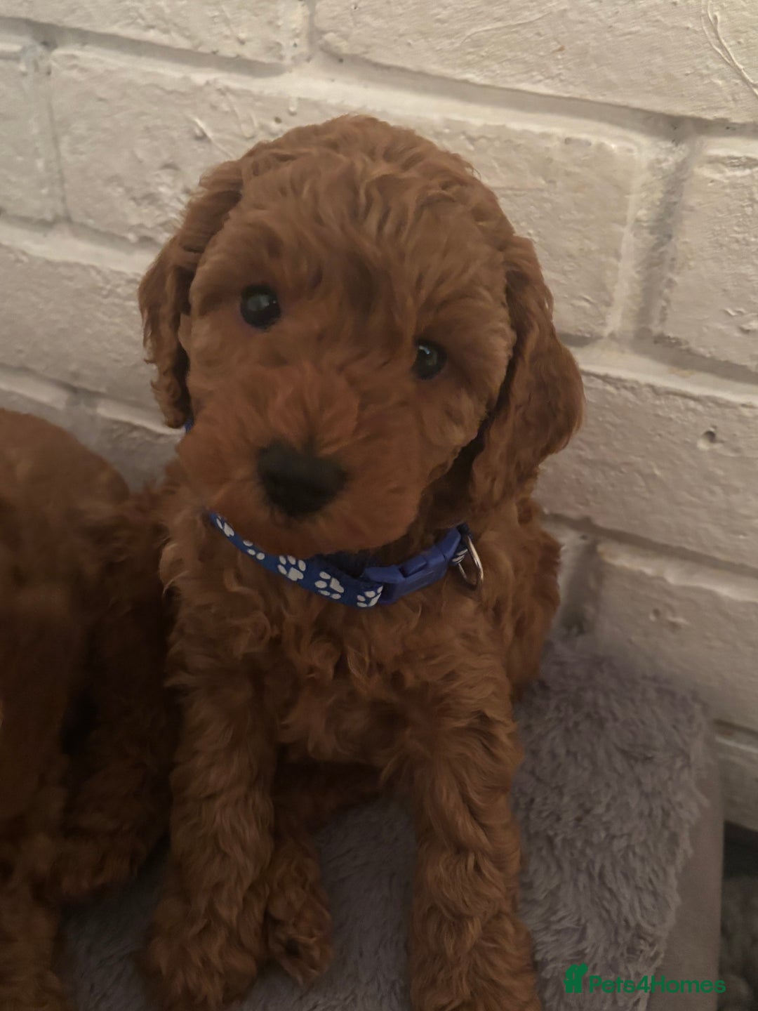 Mixed Breed dogs for sale: X1 beautiful red miniature left (boy)  - Image 4