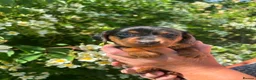Dachshund dogs for sale: Dachshund puppies in Leicester - Advert 15