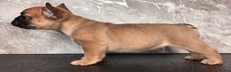 French Bulldog dogs for sale: Champion Sired last female Fawn French bulldog - Advert 22