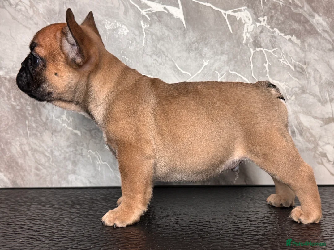 French Bulldog dogs for sale: Champion Sired last female Fawn French bulldog - Advert 20