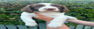 English Springer Spaniel 1