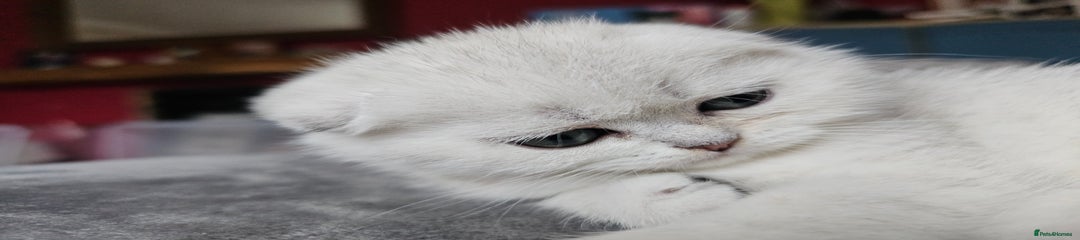 Scottish Fold Kitten 1
