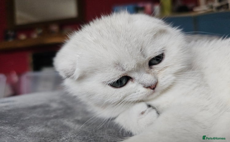Scottish Fold cats - Advert 1