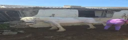Irish Cob horses for sale: super friendly TGCA filly - Advert 9