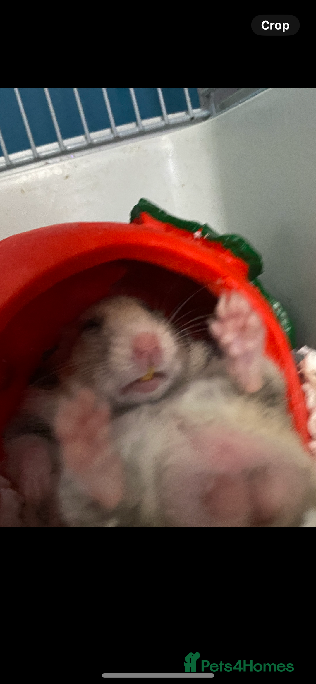 Hamster rodents for sale: Syrian hamsters - Image 4