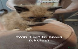 Ragdoll cats for sale: Beautiful Ragdoll Kittens - Image 7