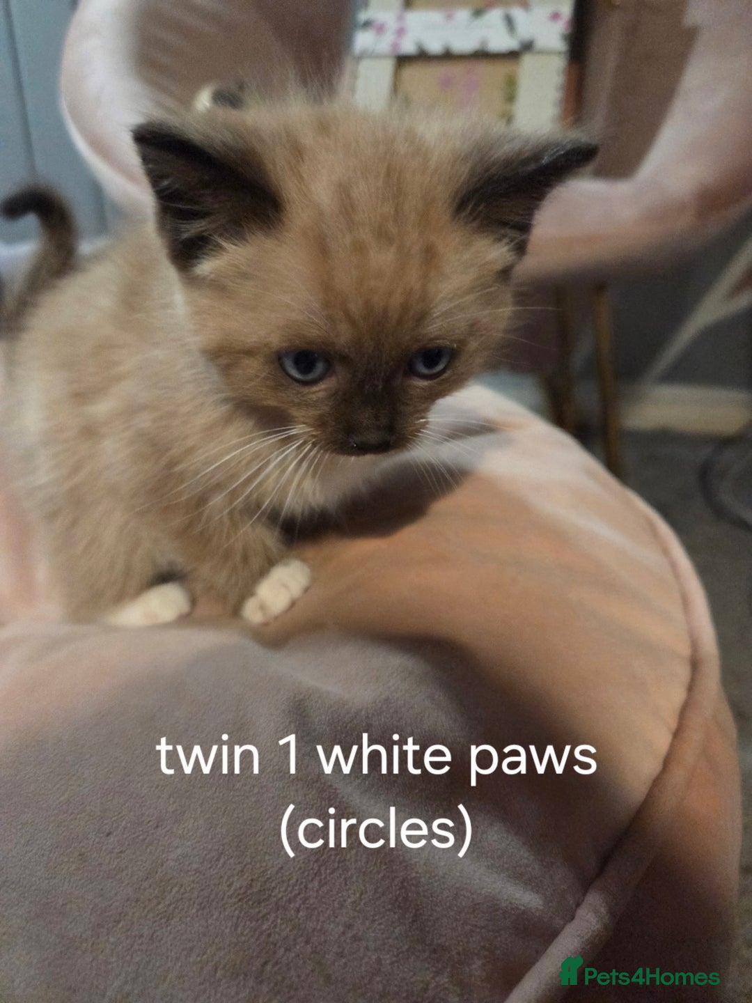 Ragdoll cats for sale: Beautiful Ragdoll Kittens - Image 7