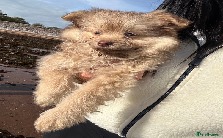 Chihuahua dogs Female Pomeranian puppy ready now  - Advert 4