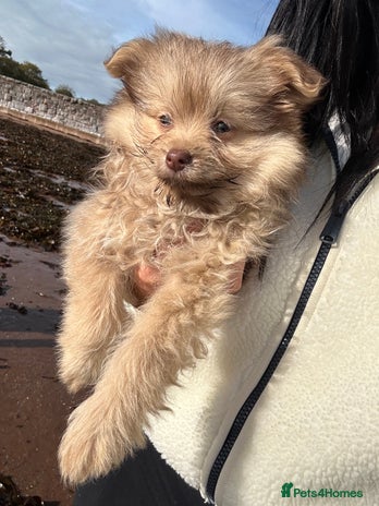 Chihuahua dogs Female Pomeranian puppy ready now - Advert 4
