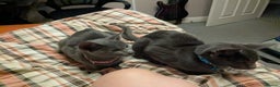 Oriental cats for sale: Beautiful blue/gray oriental kittens - Advert 31