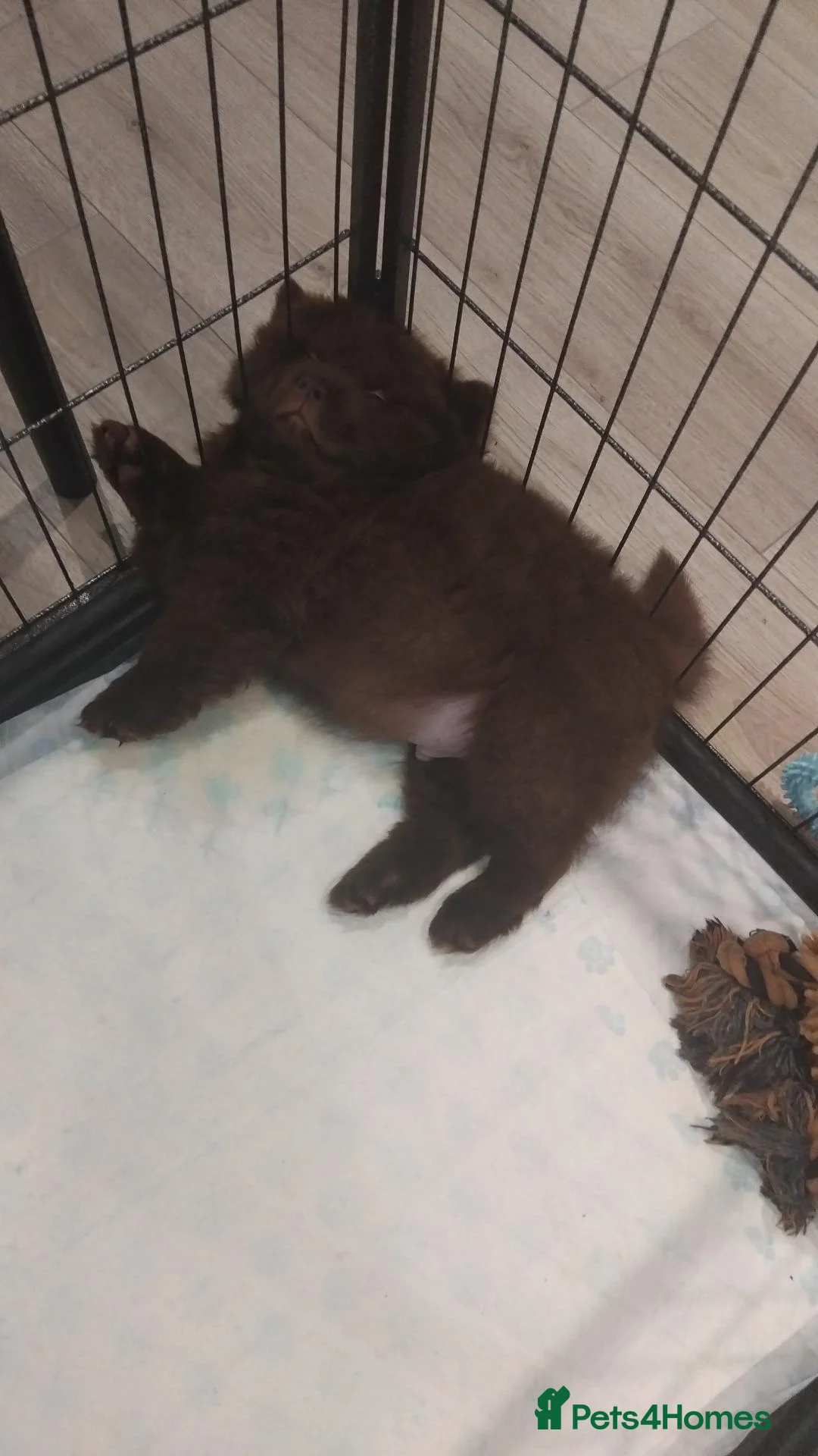 Chow Chow dogs for sale: Chow chow puppies in Cannock - Advert 2