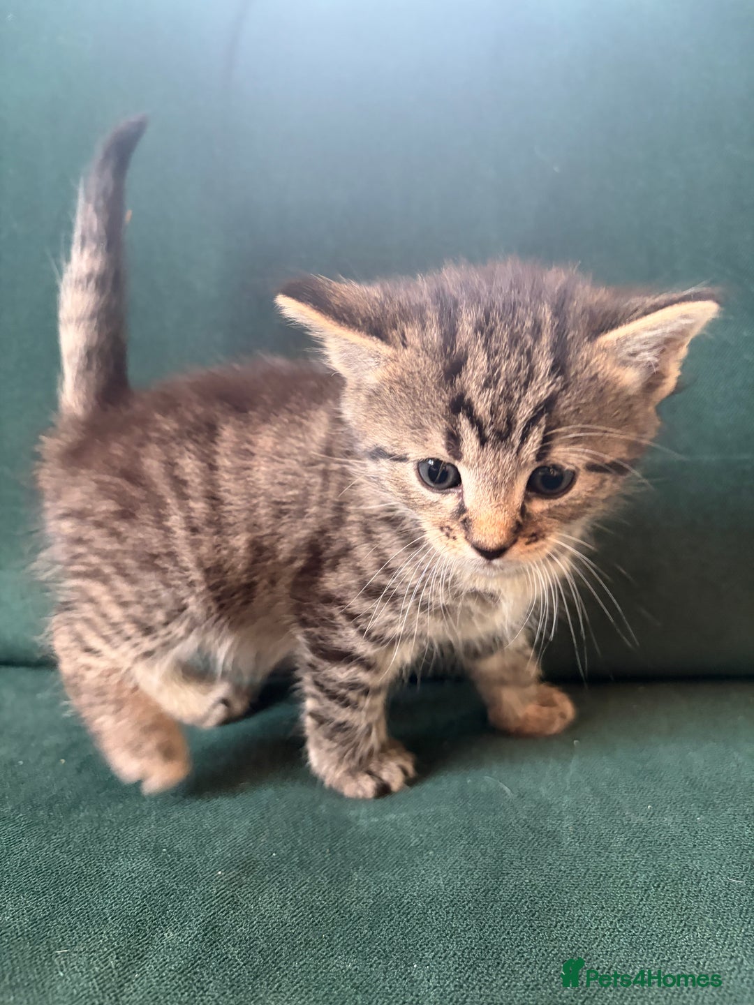 Domestic Shorthair cats for sale: Tabby Domestic Short Haired Kittens - Advert 13