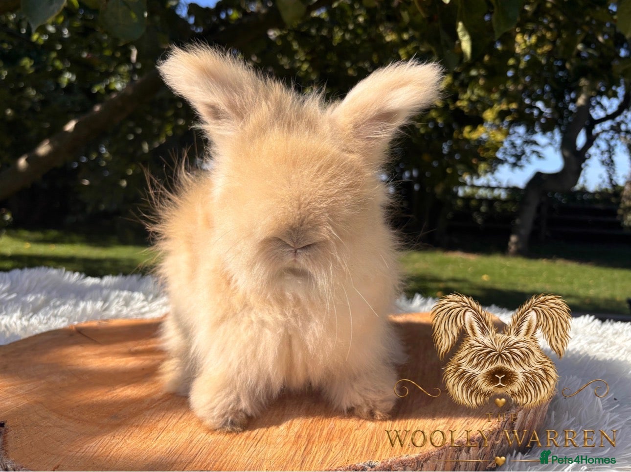 Angora rabbits Fully Vaccinated Pedigree English Angoras  - Advert 2