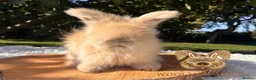 Angora rabbits for sale: Fully Vaccinated Pedigree English Angoras  - Advert 20
