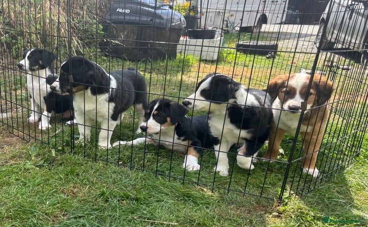 Mixed Breed dogs - Advert 3