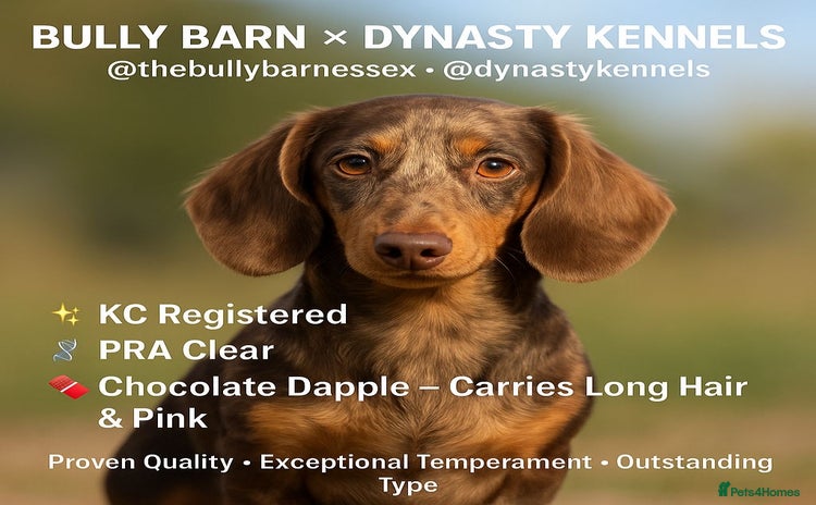 Miniature Dachshund dogs - Advert 2