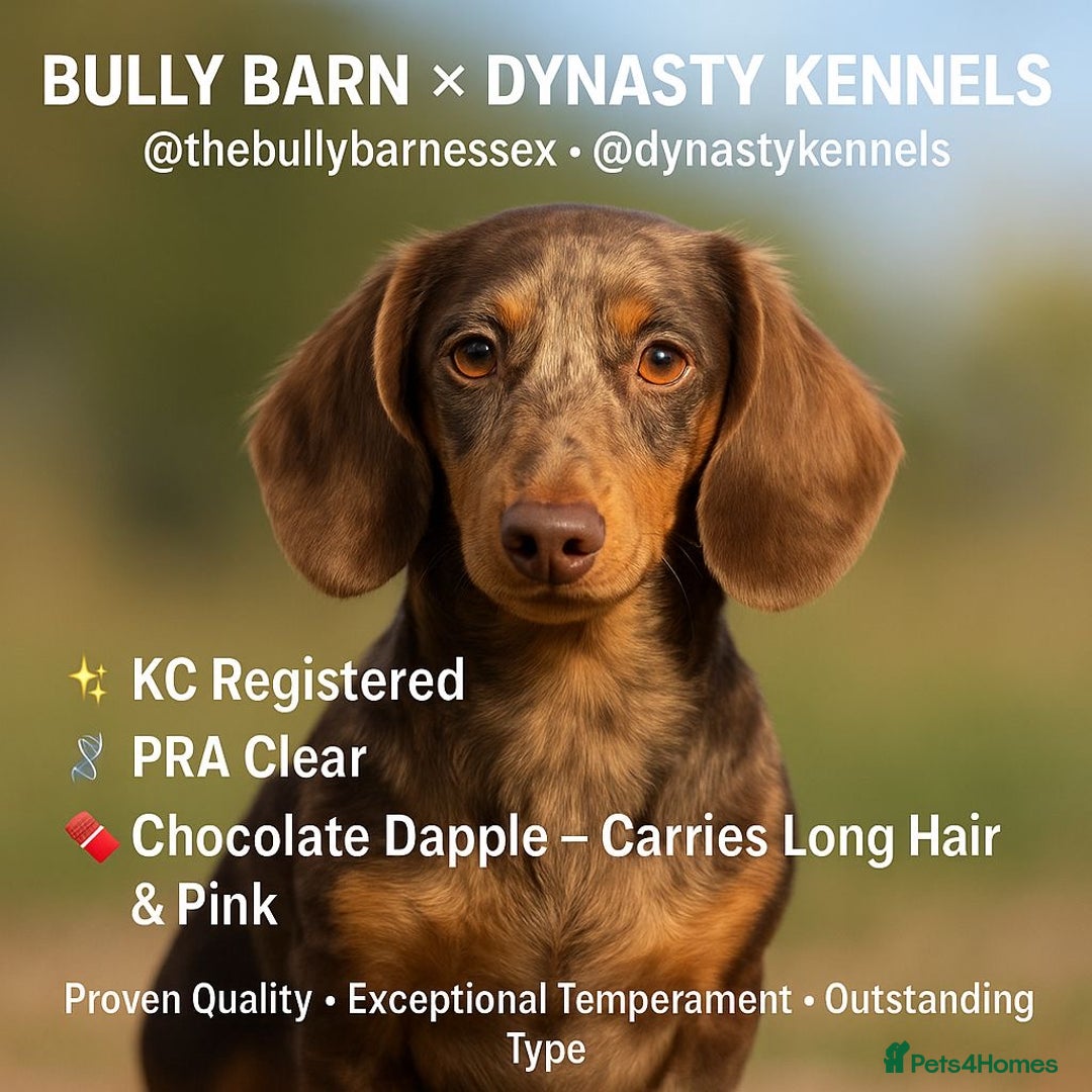 Miniature Dachshund dogs for stud: CHOCOLATE AND TAN DAPPLE CARRYING PINK - Advert 1